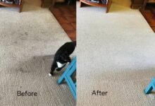 Affordable and Reliable Carpet Cleaning Dubai Services for Homes and Offices