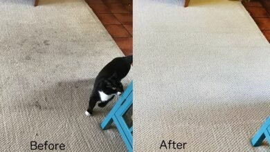 Affordable and Reliable Carpet Cleaning Dubai Services for Homes and Offices