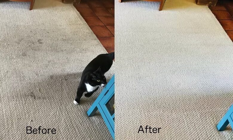 Affordable and Reliable Carpet Cleaning Dubai Services for Homes and Offices